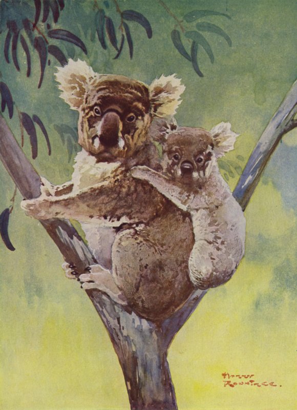 Koalabeer en joey in een eucalyptusboom, Australië door Harry Rountree