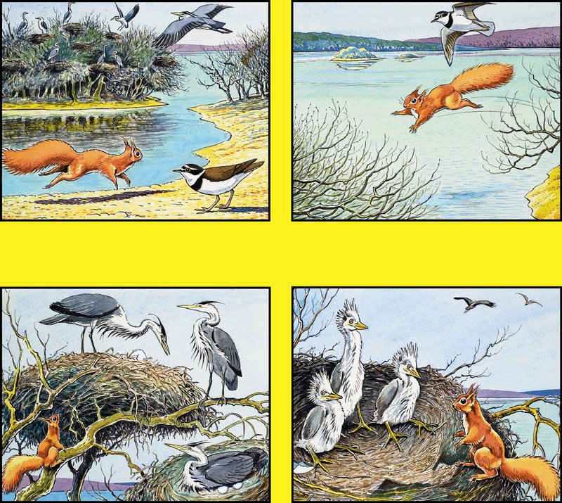 Kleine rode eekhoorn door Harry M. Pettit