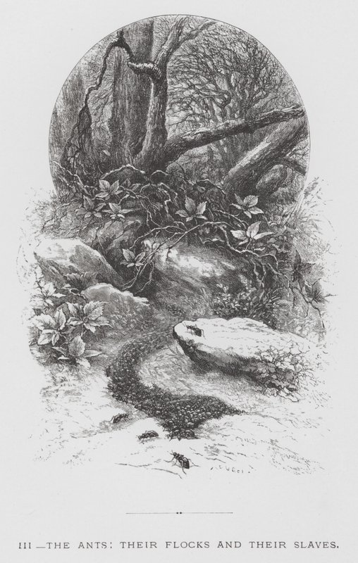 Het insect: De mieren, hun kuddes en hun slaven (gravure) door Hector Giacomelli