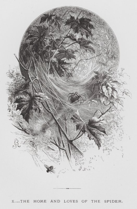 Het insect: Het huis en de liefdes van de spin (gravure) door Hector Giacomelli