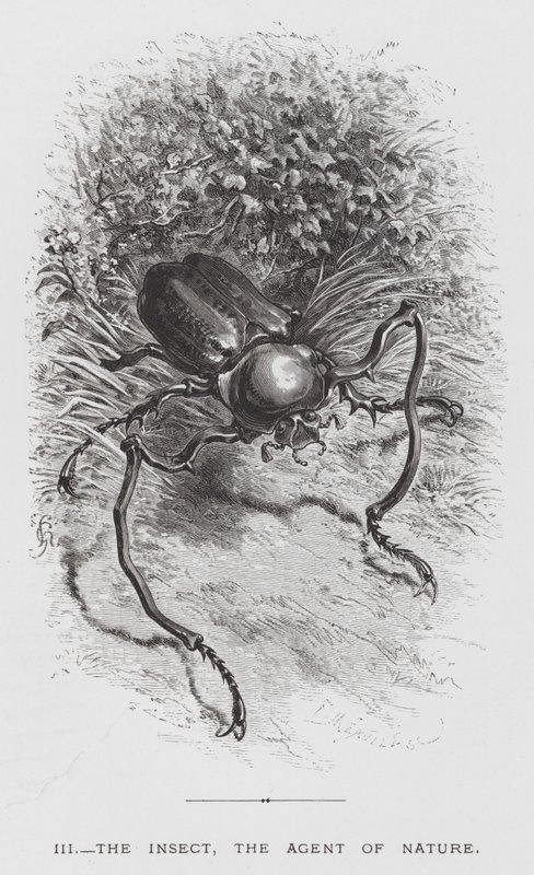 Het Insect: Het Insect, de Agent van de Natuur door Hector Giacomelli