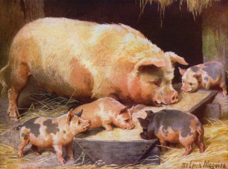 Zeug en biggen door Helena J. Maguire