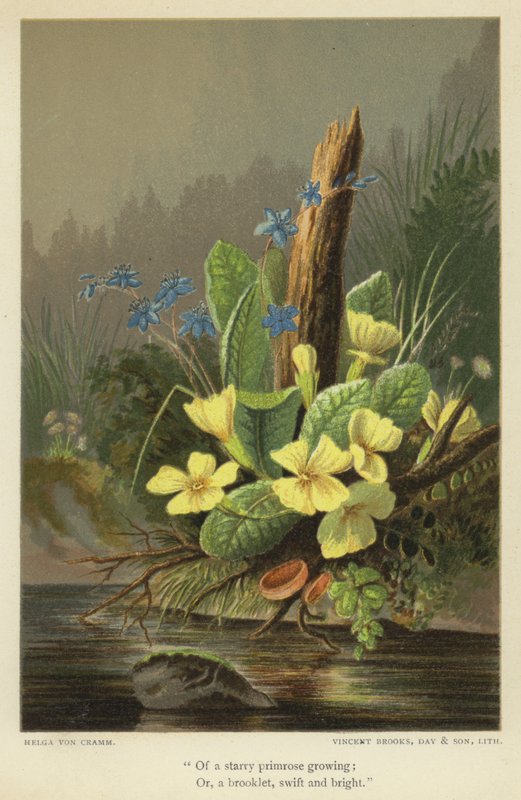 Van een sterrenschermbloem die groeit; Of, een beekje, snel en helder door Helga von Cramm