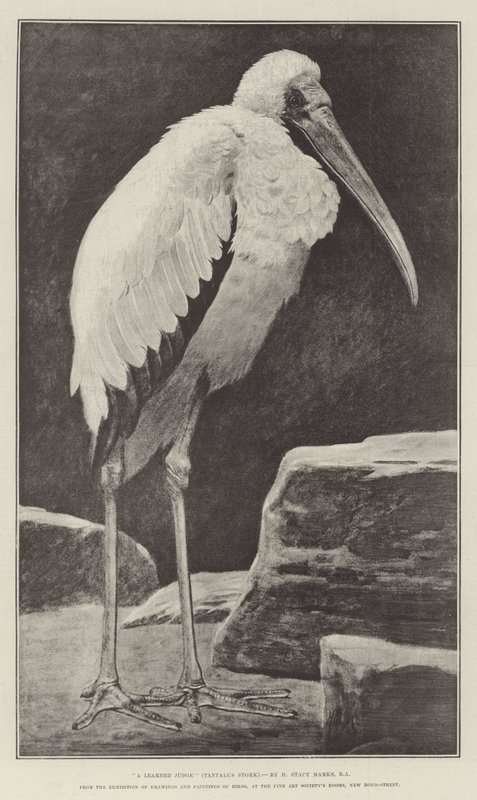 Een Geleerde Rechter (Tantalus Ooievaar), van de Tentoonstelling van Tekeningen en Schilderijen van Vogels, in de Fine Art Society