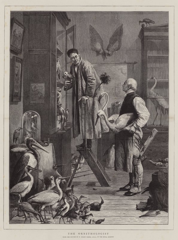 De Ornitholoog door Henry Stacey Marks