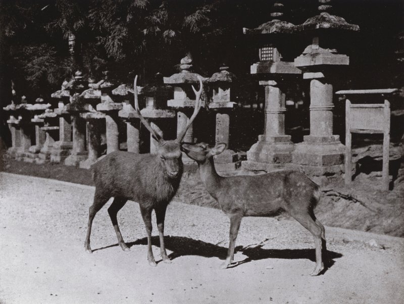 Herten, een Studie in Nara door Herbert Ponting