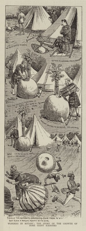 Wonderen in de botanie, het verhaal van de groei van enkele gigantische radijzen door Horatio Gordon Robley