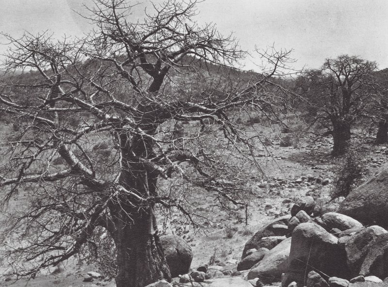 Afrika: Baobabboom, Dar Nuba door Hugo Adolf Bernatzik