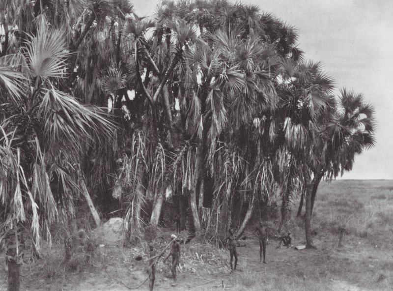 Afrika: Nuer-jagers in een palmbos door Hugo Adolf Bernatzik