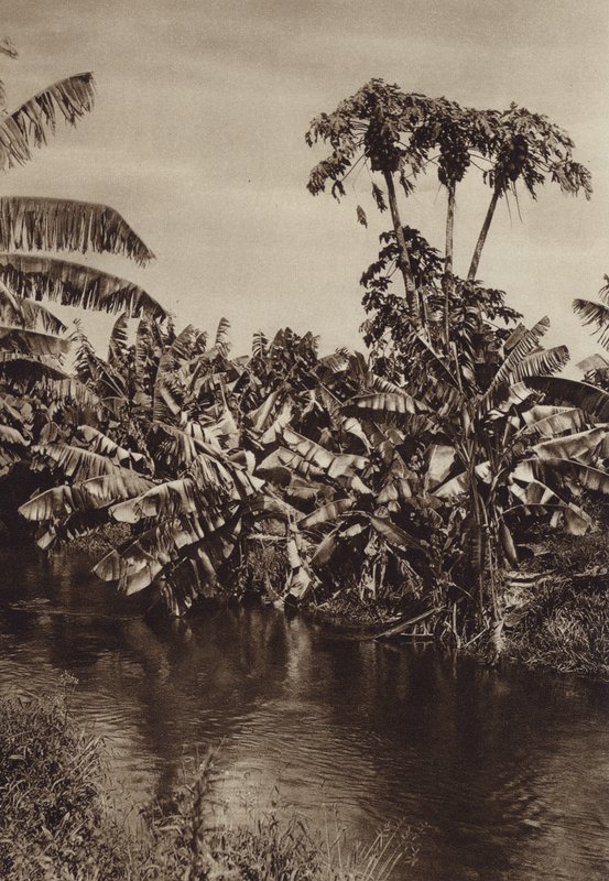 Mexico: bananen en papaja