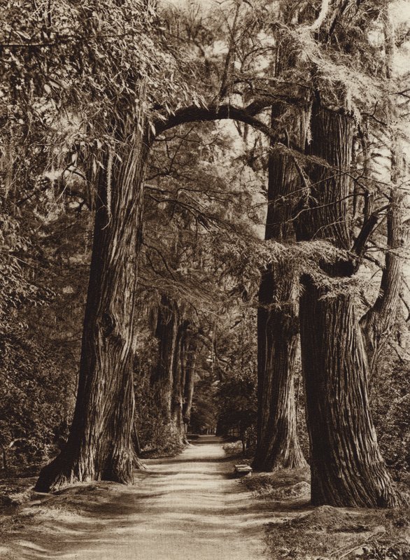 Mexico: Hoofdstad Mejico, Chapultepec Park, Alameda de los Filosofos (z/w foto) door Hugo Brehme