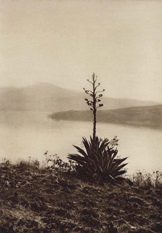 Mexico: Kust van het Chapala-meer met bloeiende agaven (z/w foto) door Hugo Brehme