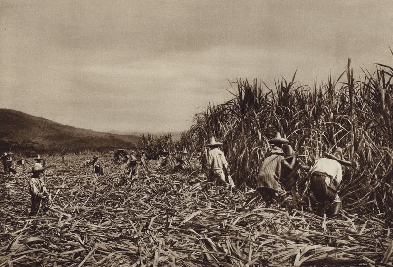 Mexico: Tamasopo, suikerrietoogst (z/w foto) door Hugo Brehme