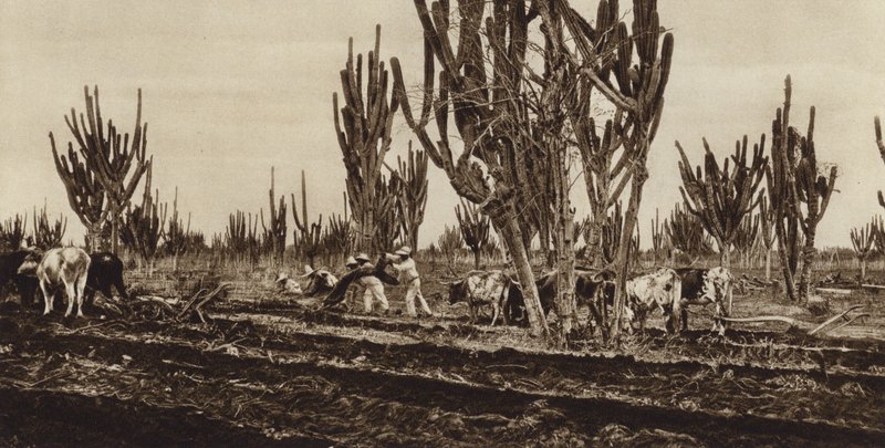 Mexico: Veldwerk, staat Sinaloa (zwart-wit foto) door Hugo Brehme