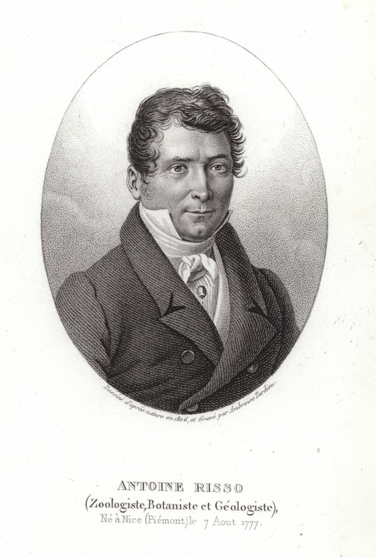 Antoine Risso door Italian School