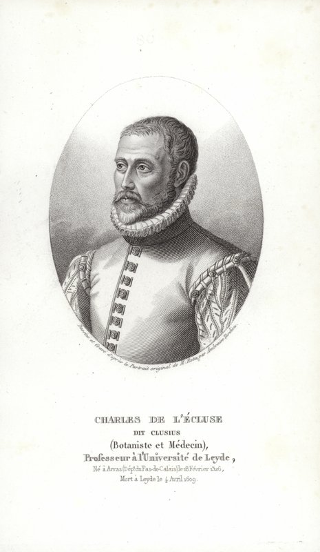 Carolus Clusius door Italian School