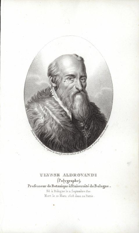 Ulisse Aldrovandi door Italian School