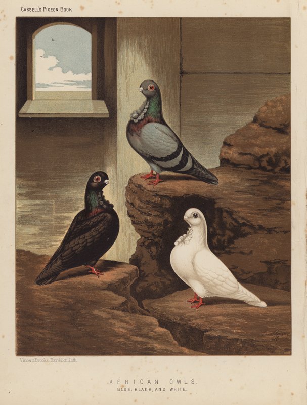 Duiven: Afrikaanse Uilen, Blauw, Zwart en Wit door J. W. (after) Ludlow