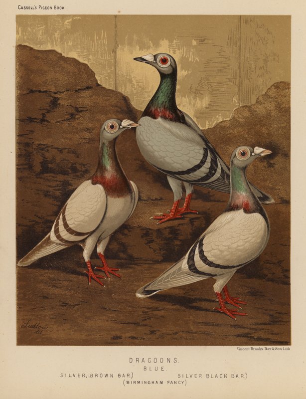 Duiven: Dragoons, Blauw, Zilver, Bruine Balk, Zilver, Zwarte Balk, Birmingham Fancy door J. W. (after) Ludlow