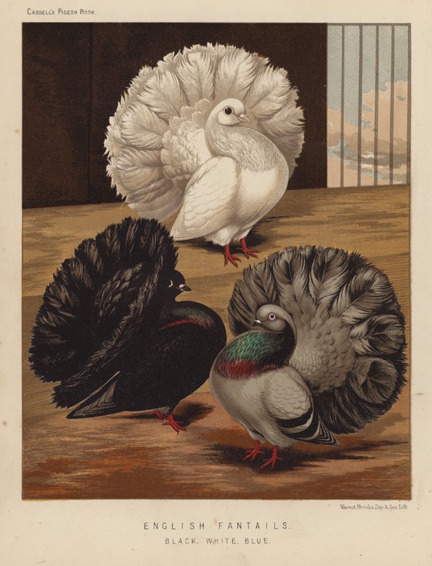 Duiven: Engelse Fantails, Zwart, Wit, Blauw door J. W. (after) Ludlow