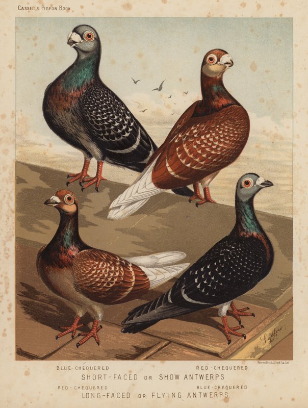 Duiven: Kortgesnavelde of Show Antwerps, Blauwgeblokt, Roodgeblokt; Langgesnavelde of Vliegende Antwerps, Roodgeblokt, Blauwgeblokt door J. W. (after) Ludlow