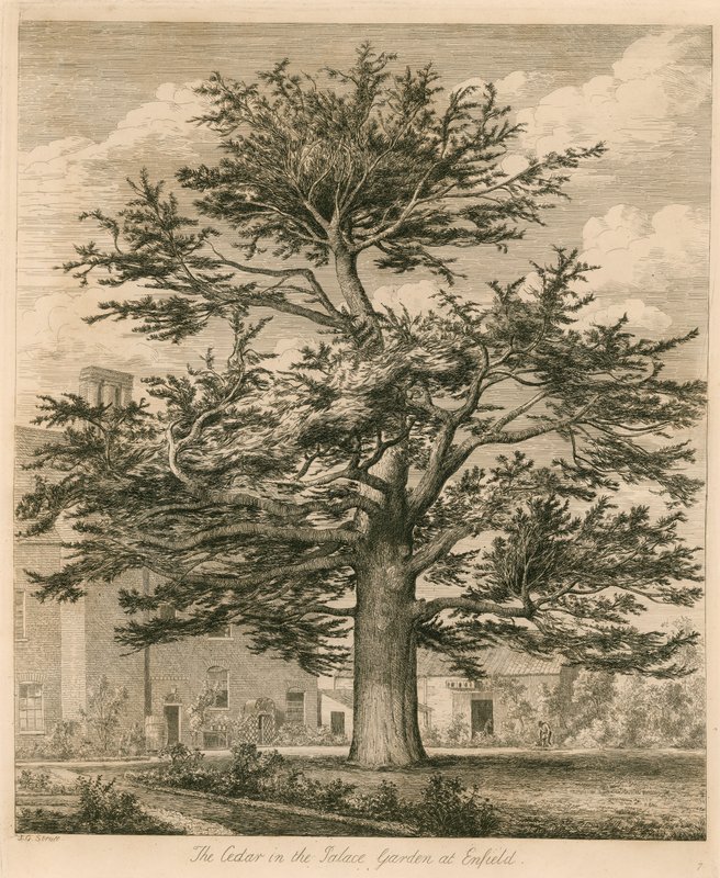 De Ceder in de Paleistuin in Enfield, Middlesex door Jacob George Strutt