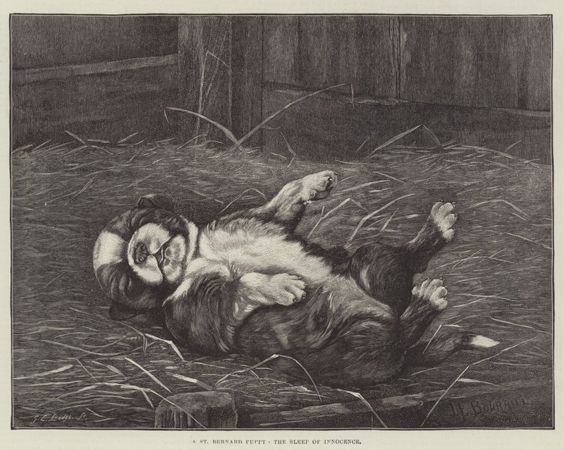 Een Sint-Bernard puppy, de slaap van onschuld door James E. Bourhill