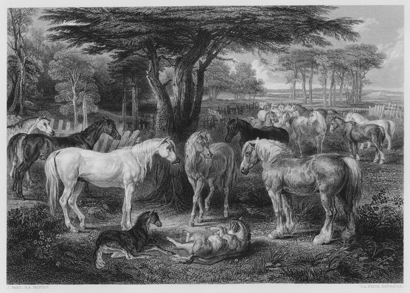 De Raad van Paarden, uit het schilderij in de Vernon Gallery door James after Ward