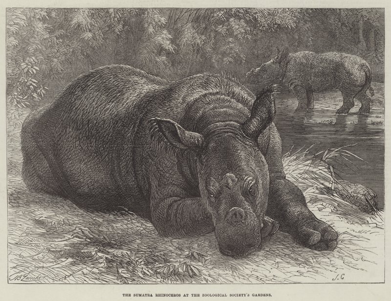 De Sumatraanse neushoorn in de tuinen van de Zoological Society door Johann Baptist Zwecker