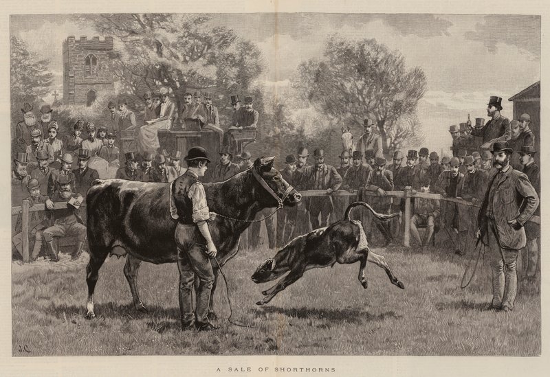 Een verkoop van Shorthorns door John Charlton
