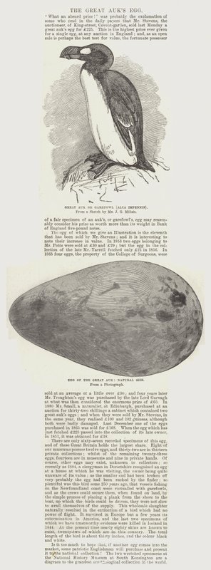 Het ei van de Grote Alk door John Everett Millais
