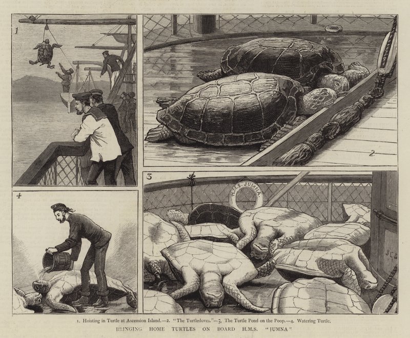 Thuisbrengen van schildpadden aan boord van HMS Jumna door John Charles Dollman