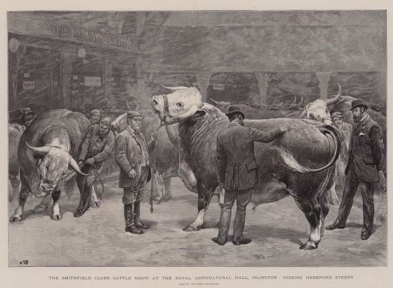 De Vee Show van de Smithfield Club in de Royal Agricultural Hall, Islington, keuring van Hereford Stieren door John Charlton