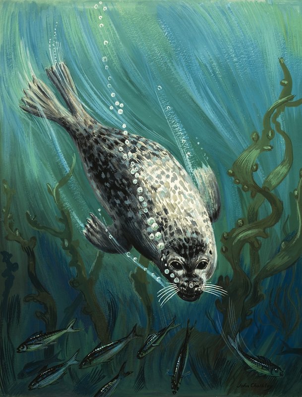 Onze zeevriend de zeehond door John Rignall