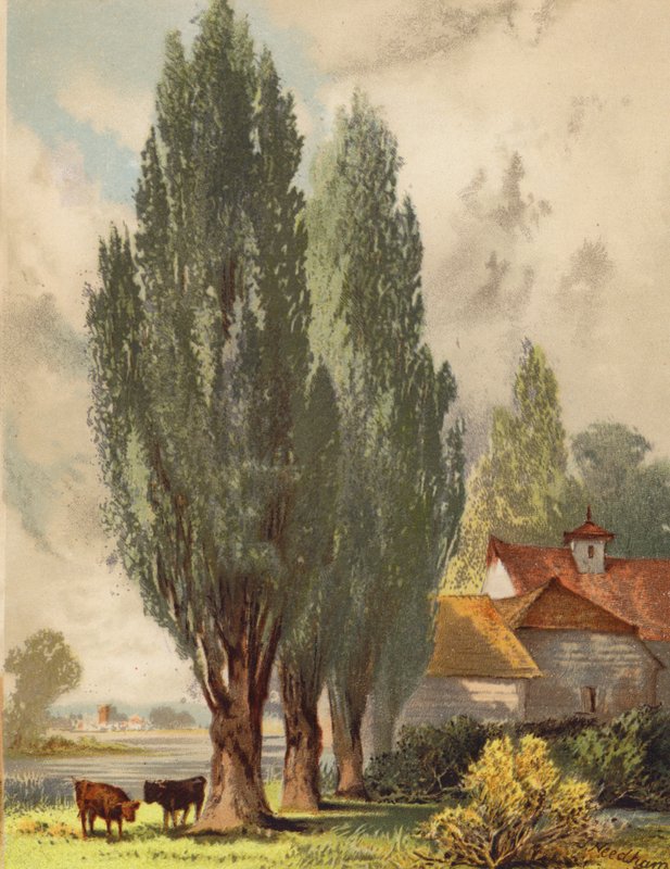 Lombardische Populieren, Engels Tafereel door Joseph Needham