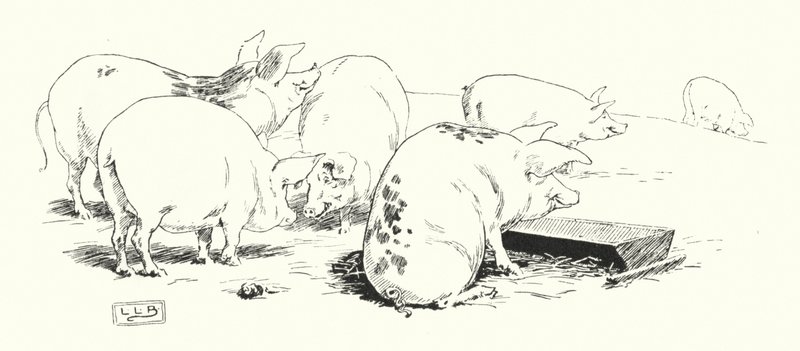 Een langstaartvarken, of een kortstaartvarken (gravure) door Leonard Leslie Brooke