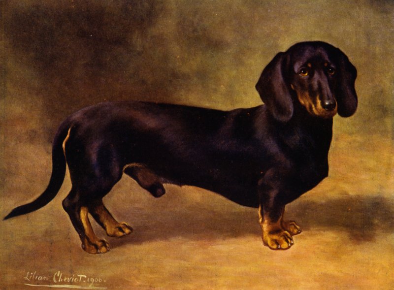 De teckel Earl Satin door Lilian Cheviot