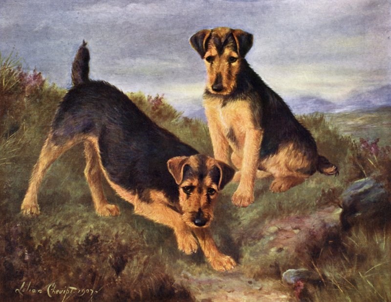 Welsh Terriers Glansevin Coquette en Kampioen Glansevin Coda door Lilian Cheviot