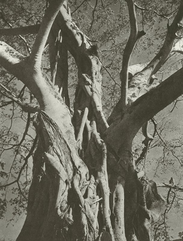 Banyanboom door Lionel Wendt