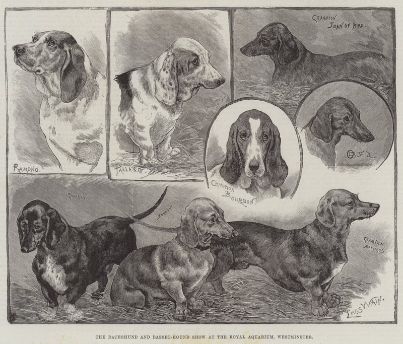 De teckel- en basset-hondenshow in het Royal Aquarium, Westminster door Louis Wain