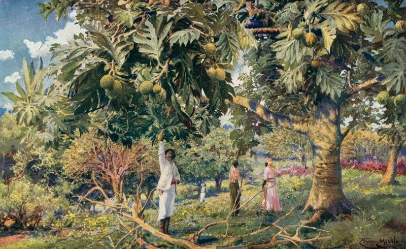 Broodvruchtboom, Midden-Amerika door Louis Fairfax Muckley
