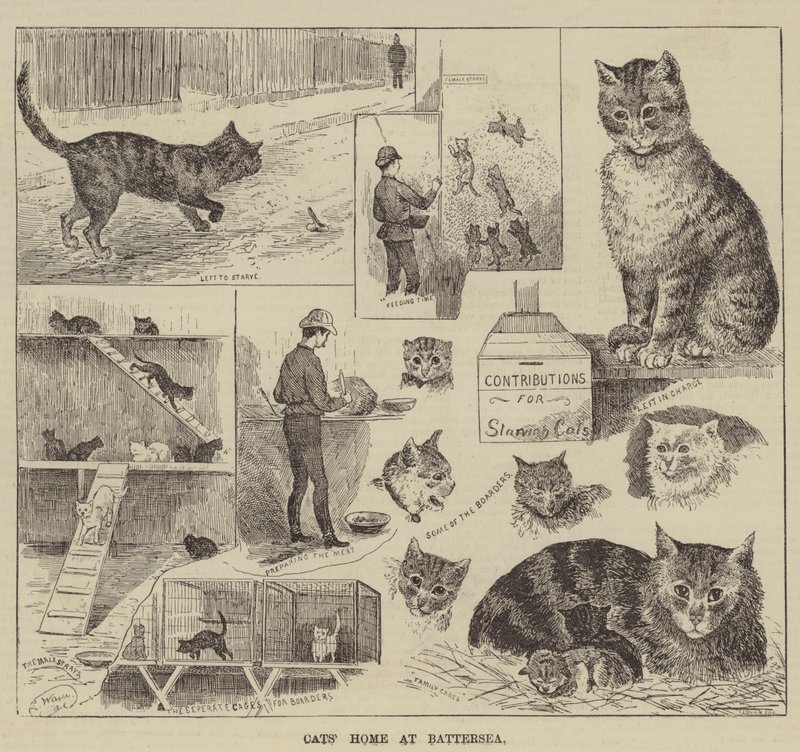Kattenhuis in Battersea door Louis Wain