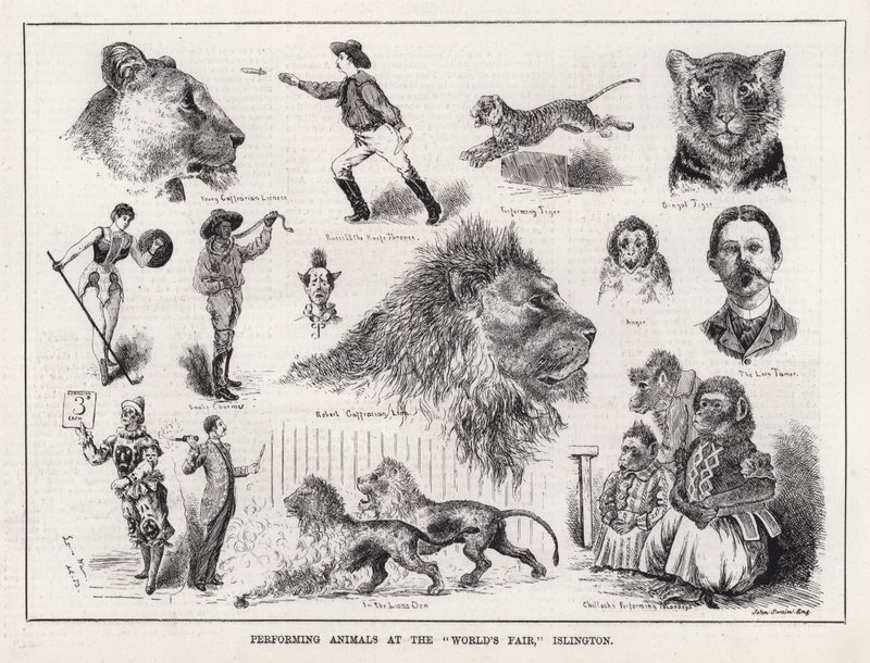 Optredende Dieren op de "World
