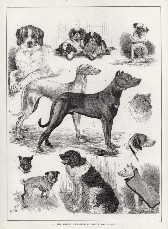 De Kennel Club Show in het Crystal Palace door Louis Wain