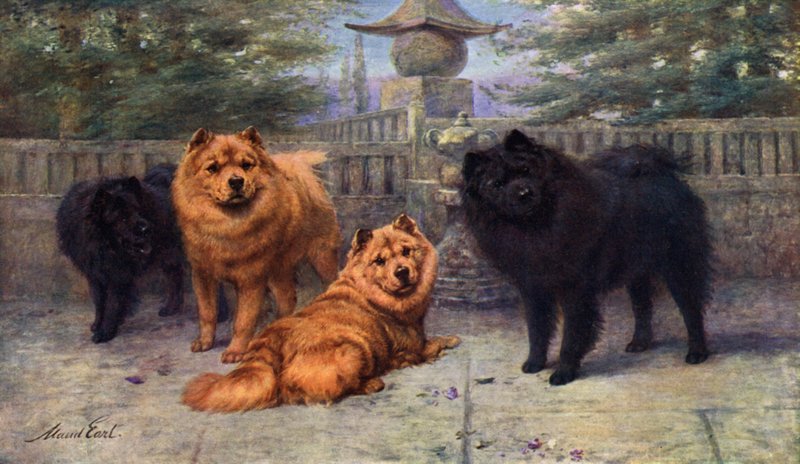 Vier Kampioen Chow-Chows van Mevrouw Scaramanga door Maud Earl