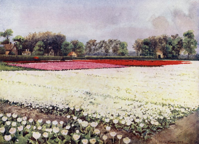 "Hier zijn tulpen voor jou, wit, voor de bruiloft of de begrafenis" door Mima Nixon