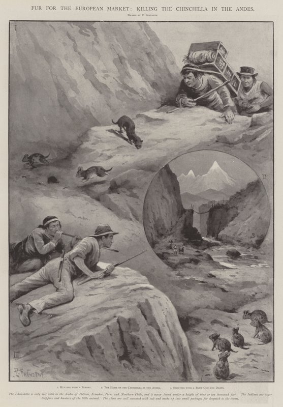 Bont voor de Europese markt, het doden van de chinchilla in de Andes door Paul Frenzeny