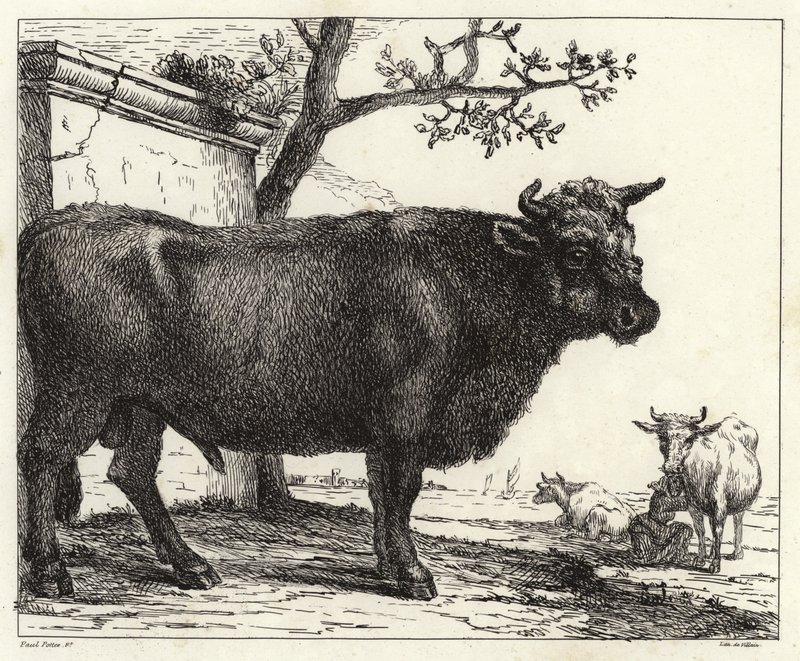 De stier door Paulus Potter