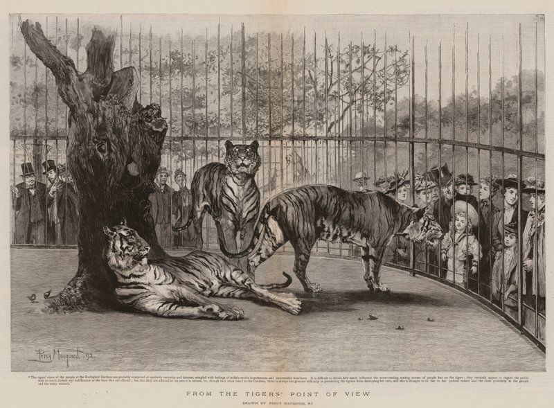 Vanuit het oogpunt van de tijger door Percy Macquoid