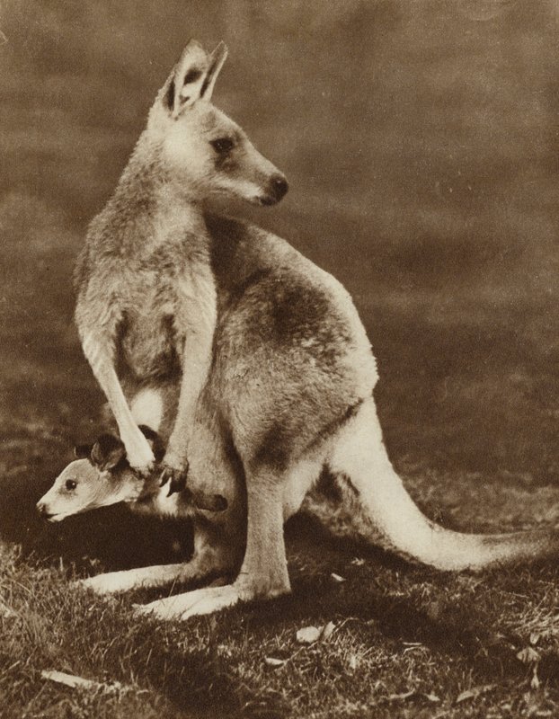 Baby kangoeroe kijkt uit de buidel van zijn moeder, Australië door Photographer Australian